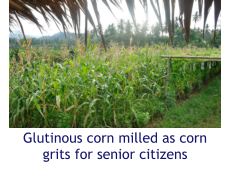 Glutinous corn milled as corn grits for senior citizens